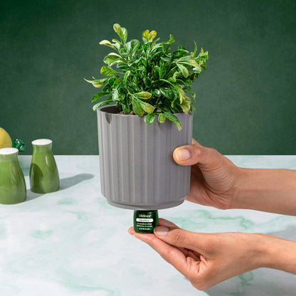 ClickWick™ Walk in the Woods Refill - Fir Needle & Pine - for Candle/Plant/Shower Diffuser