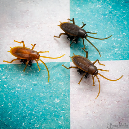 Racing Roaches – Pull-Back Cockroach Racing Toy